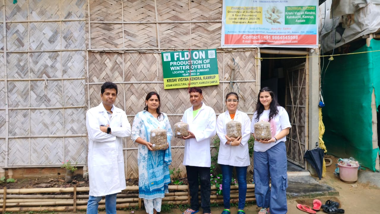 Fresh winter oyster mushrooms grown by Arihan Enterprise